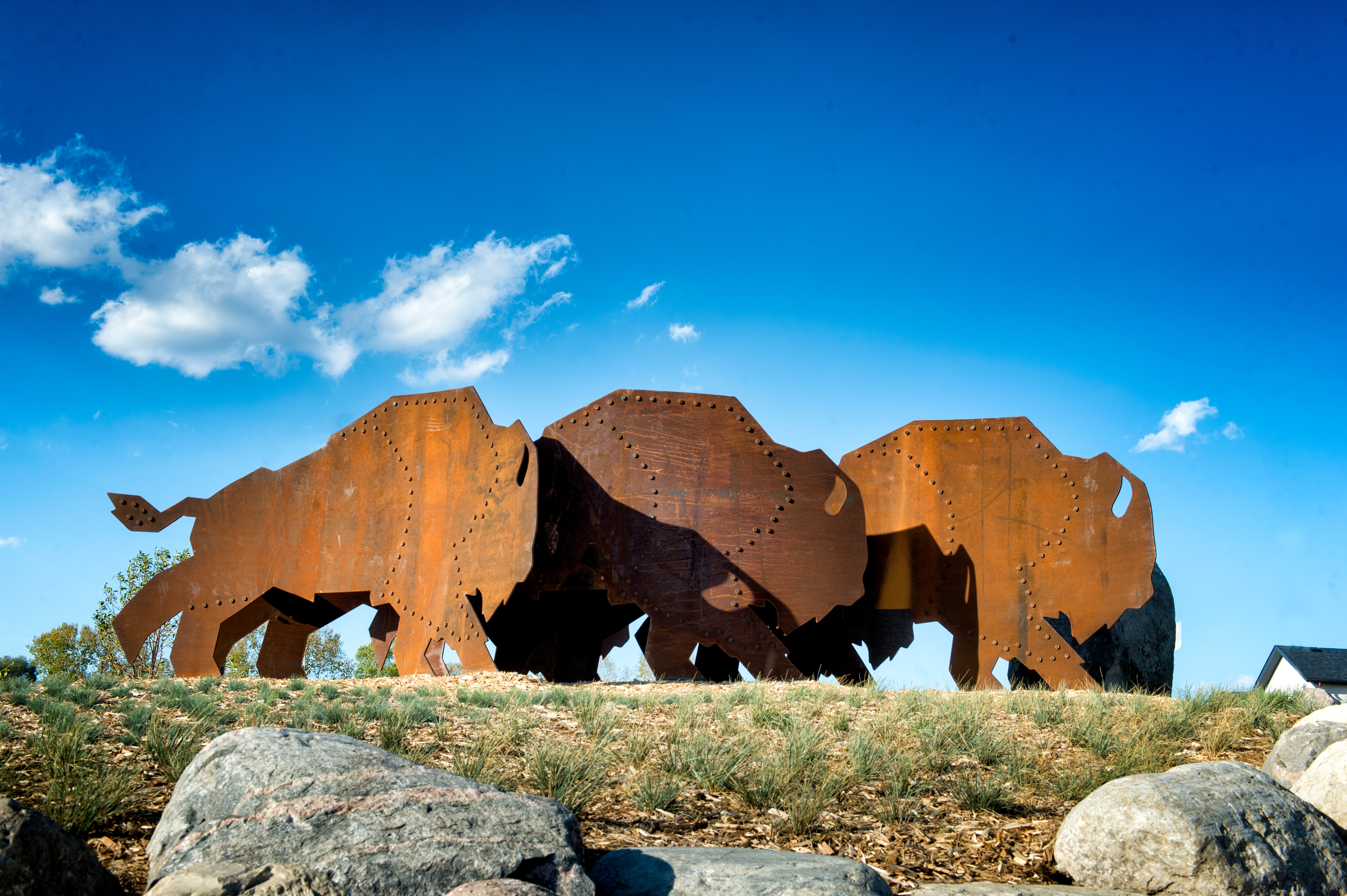 Running Bison and the Rubbing Stone - by David MacNair