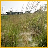 Native Grasses and Plants