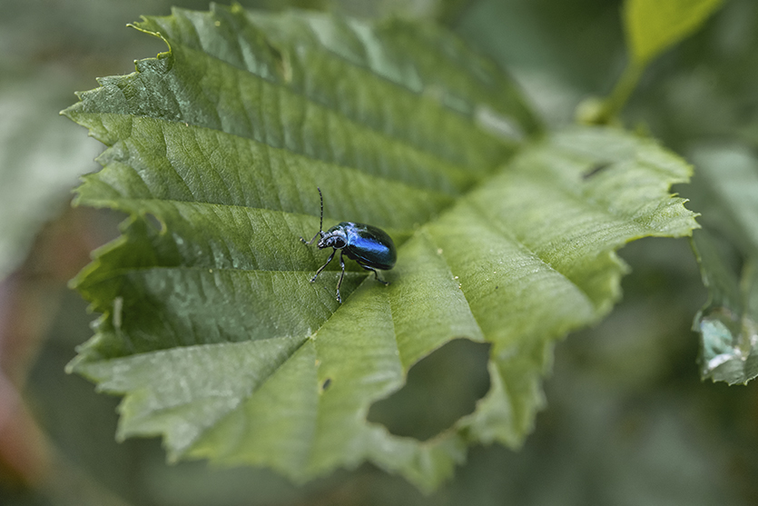 Leaf beetle