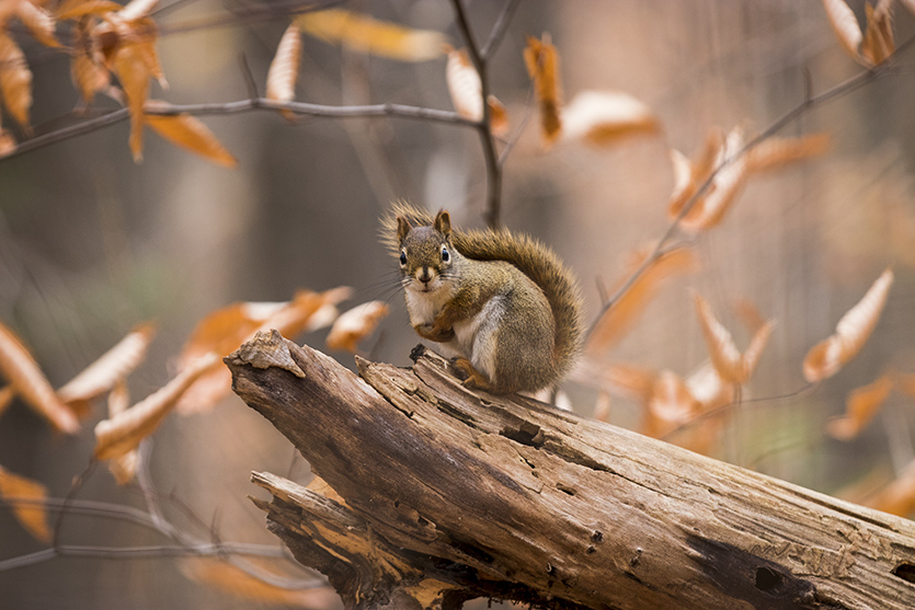 Oct-1-2018-Assiniboine-Forest-Squirrel