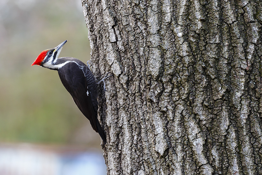 Pileated woodpecker