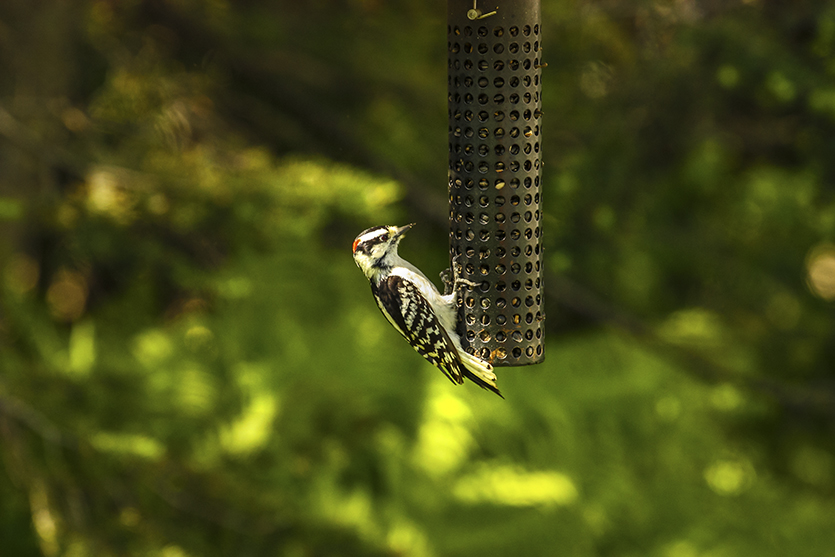 Fall_Gardening_birdfeeder