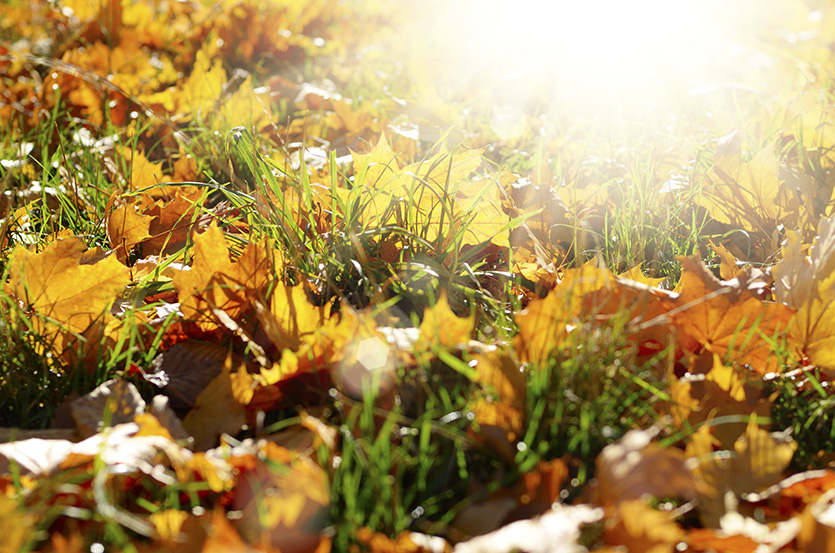 Fall_Gardening_leaves