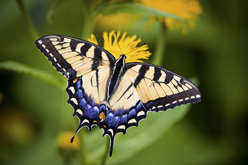 Swallowtail butterfly