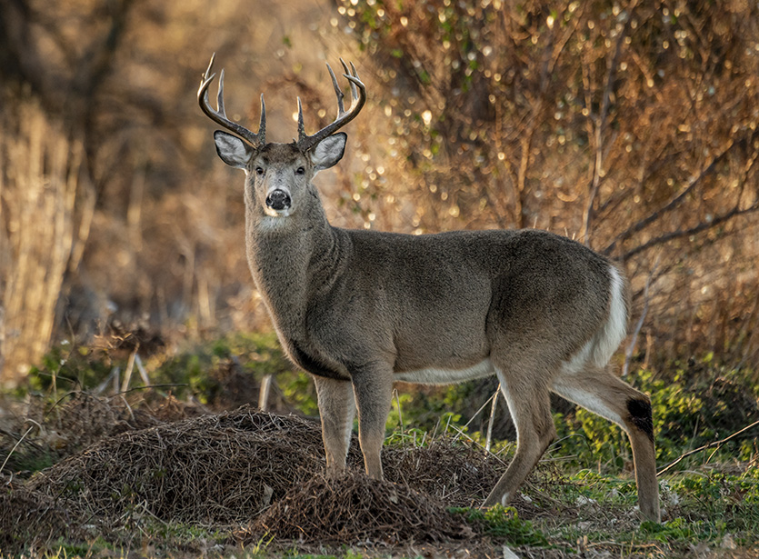 White-tailed deer