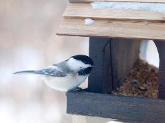 Bird eating out of a bird feeder 