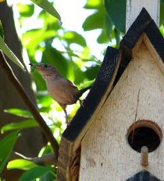 Birdhouse with a sparrow ontop