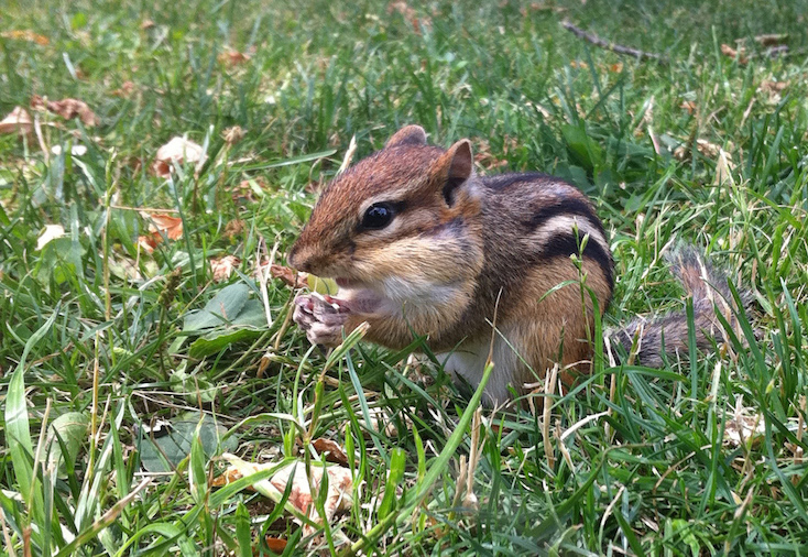 Chipmunk eating in the grass