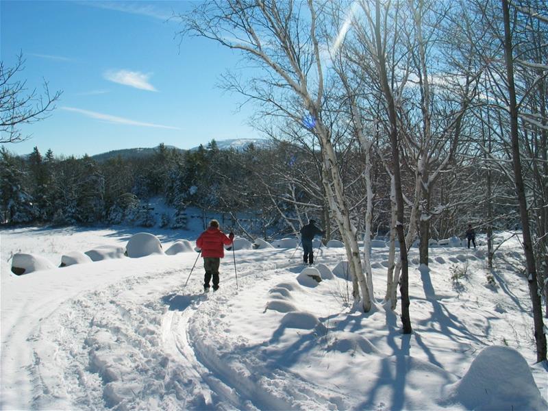 Cross Country Skiers