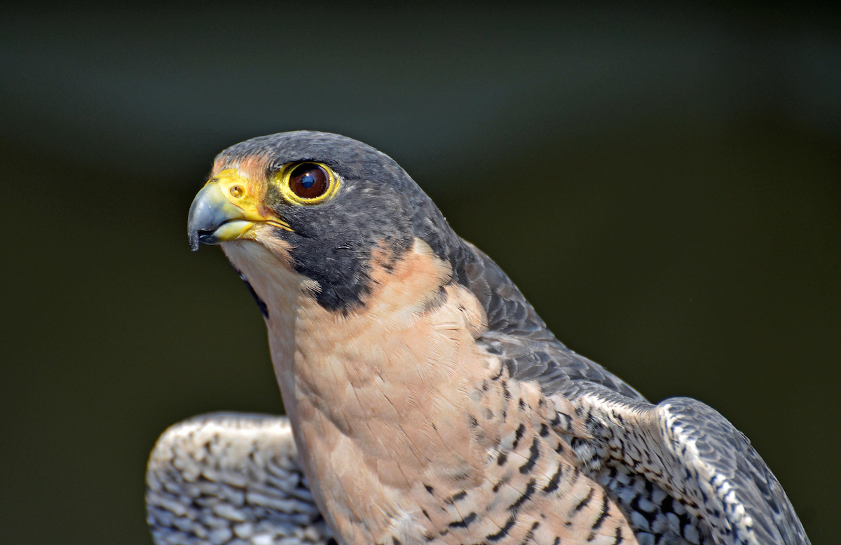 Peregrine Falcon