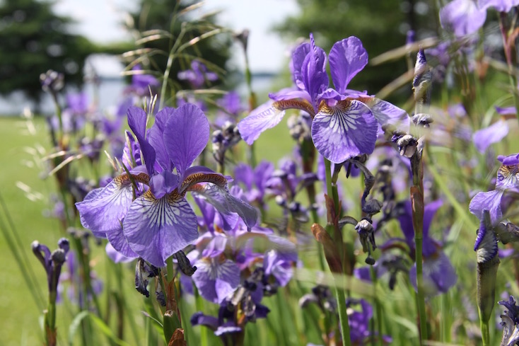 Purple Iris