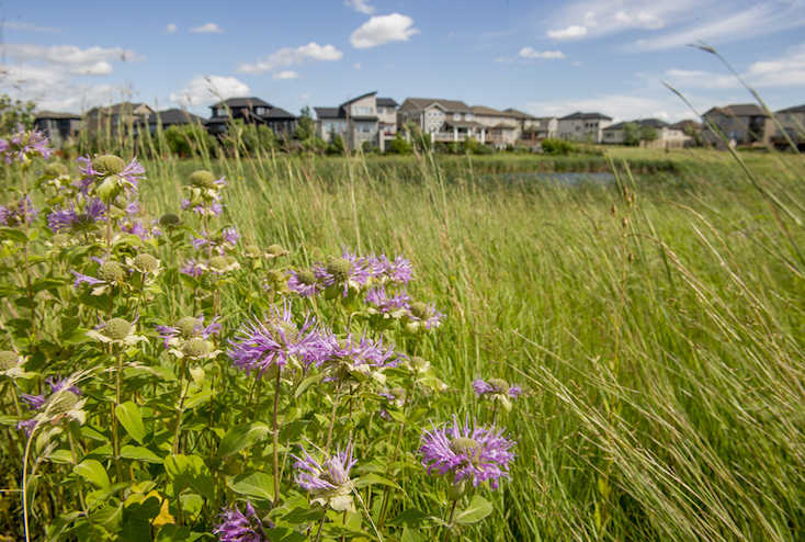 Landscape in RidgeWood West