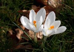 Crocus Flower