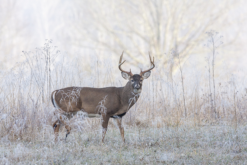 Deer-friendly-safety-Charleswood-Oct-2018 Deer-friendly-safety-Charleswood-Oct-2018