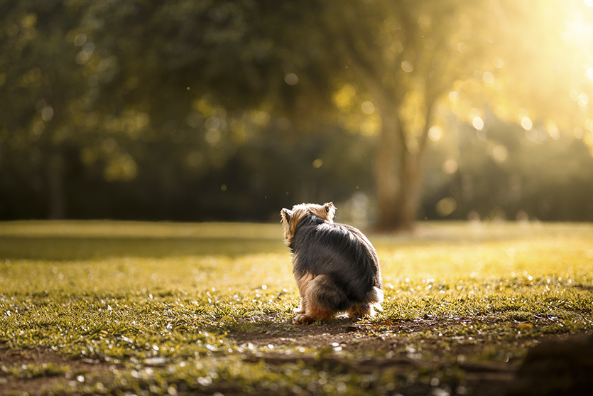 Dog poop Dog poop