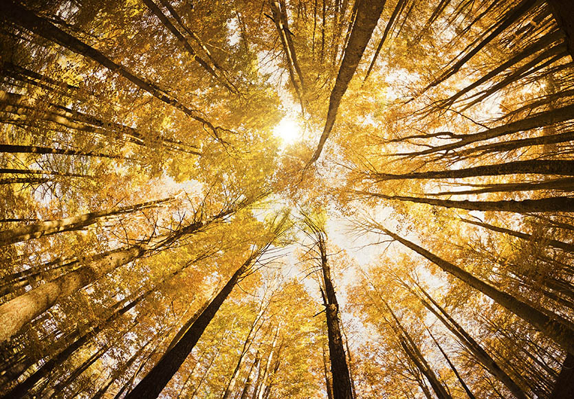 Oct-1-2018-Assiniboine-Forest Oct-1-2018-Assiniboine-Forest