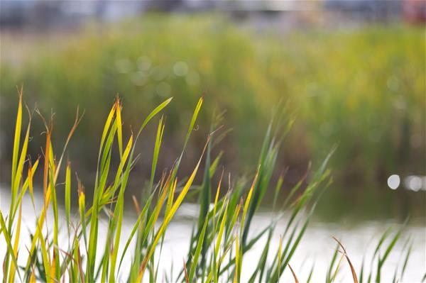 blades of grass blades of grass