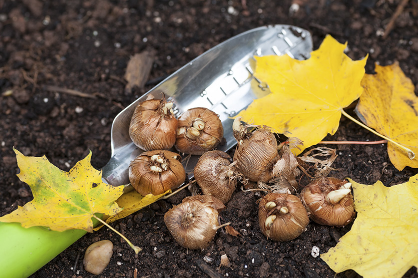 Fall_Gardening Fall_Gardening