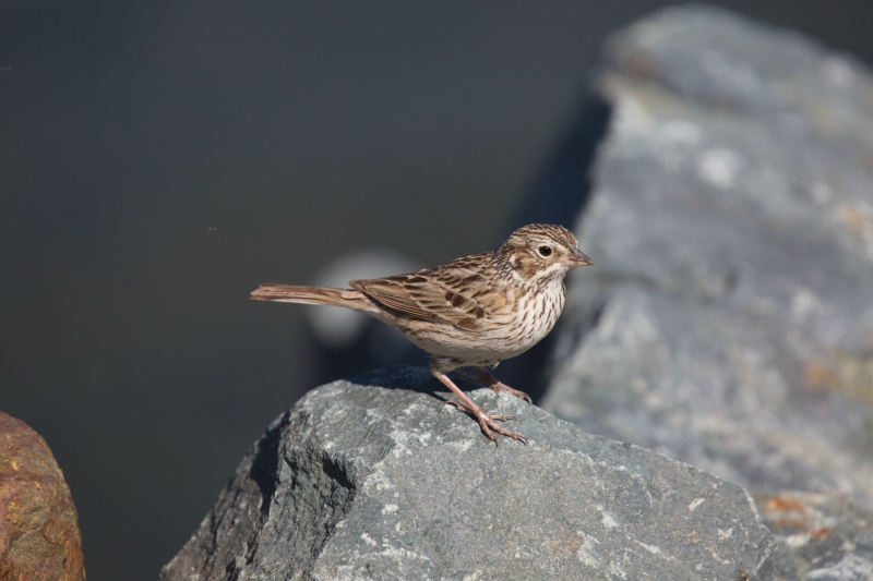 Vesper Sparrow Vesper Sparrow