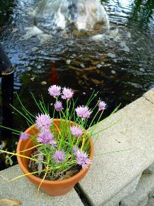 Water Feature with Planter