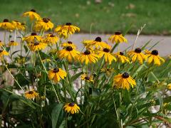 Yellow Coneflower