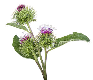 Cirsium arvense flower isolated on white